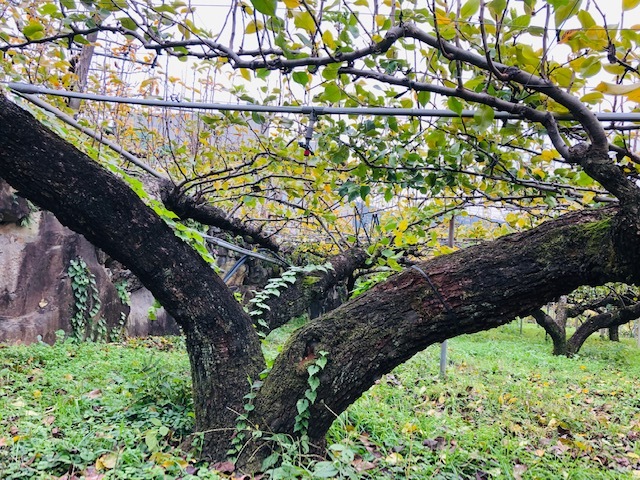 お客様の声 梨農家