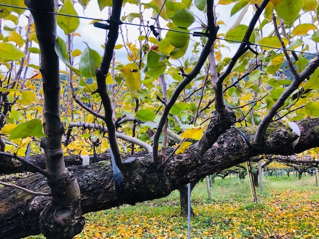 お客様の声①-2