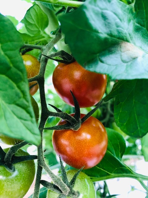 お客様の声②-2